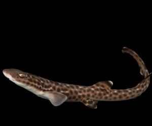 Международният търговски трибунал в Пекин се фокусира върху талантите, за да подобри работата по делата