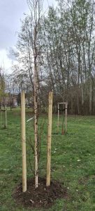 Столичната община и АРДЕ засаждат дървета в знак на съпричастност към страдащите от епилепсия
