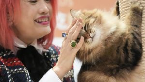 HK 2000 долара на месец на котки? Hongkongers, които харчат повече за котешки приятели, находки от анкетата