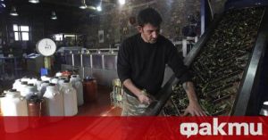 Заради Тръмп: гръцките производители на зехтин търсят нови пазари