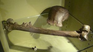 Холандия, за да върнете „Java Man“ вкаменелости в Индонезия в исторически ход