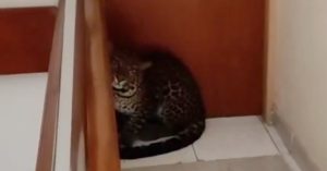 Xiaohongshu получава финансиране от бившия инвеститор във Facebook DST Global · TechNode