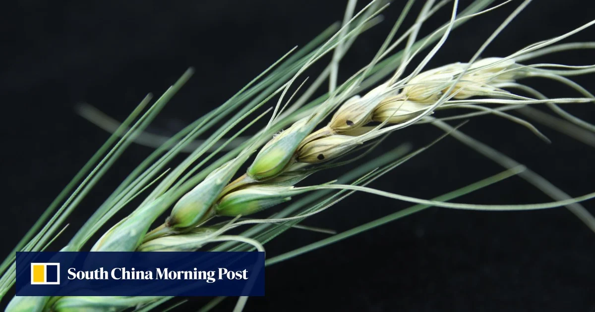 Китайски учен признава вина по дело за токсични гъби в САЩ