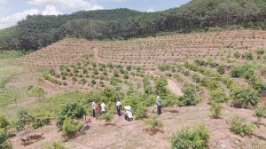 Култивирането в Юнан проправя пътя към „свободата на дуриан“