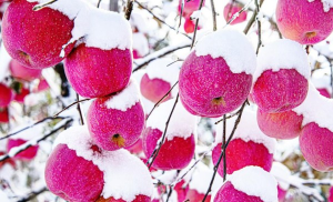 Shandong култивира нов сорт ябълки, за да увеличи продажбите