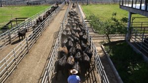 Китай налага квота за внос на говеждо месо, налага мита над квотите, за да защити местната индустрия