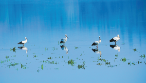 Устойчивите усилия допълват маршрутите на полета