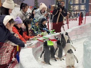 Ски курортът на закрито Shanghai L+SNOW спечели пет FIS сертификата