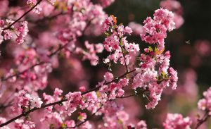 Цветя от раци и черешови цветове създават пролетно великолепие в Юнан