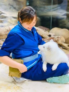 Последните 2 арктически лисици в Hong Kong Ocean Park умират, бърлогата е временно затворена