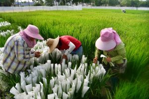 „Фен“ трансформиращо земеделие в Саня