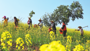 Националното горско покритие нараства до 25%