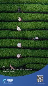 Чаена градина в село Meijiawu, Hangzhou
